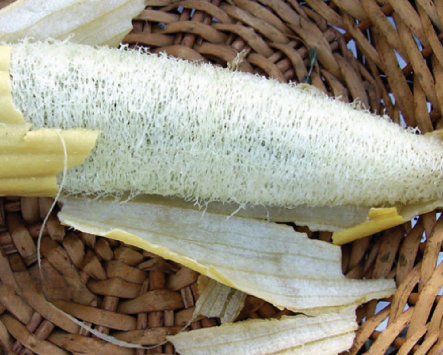 Packet of Seeds 'n Such luffa sponge gourd seeds with 25 to 30 seeds for growing luffa sponges.