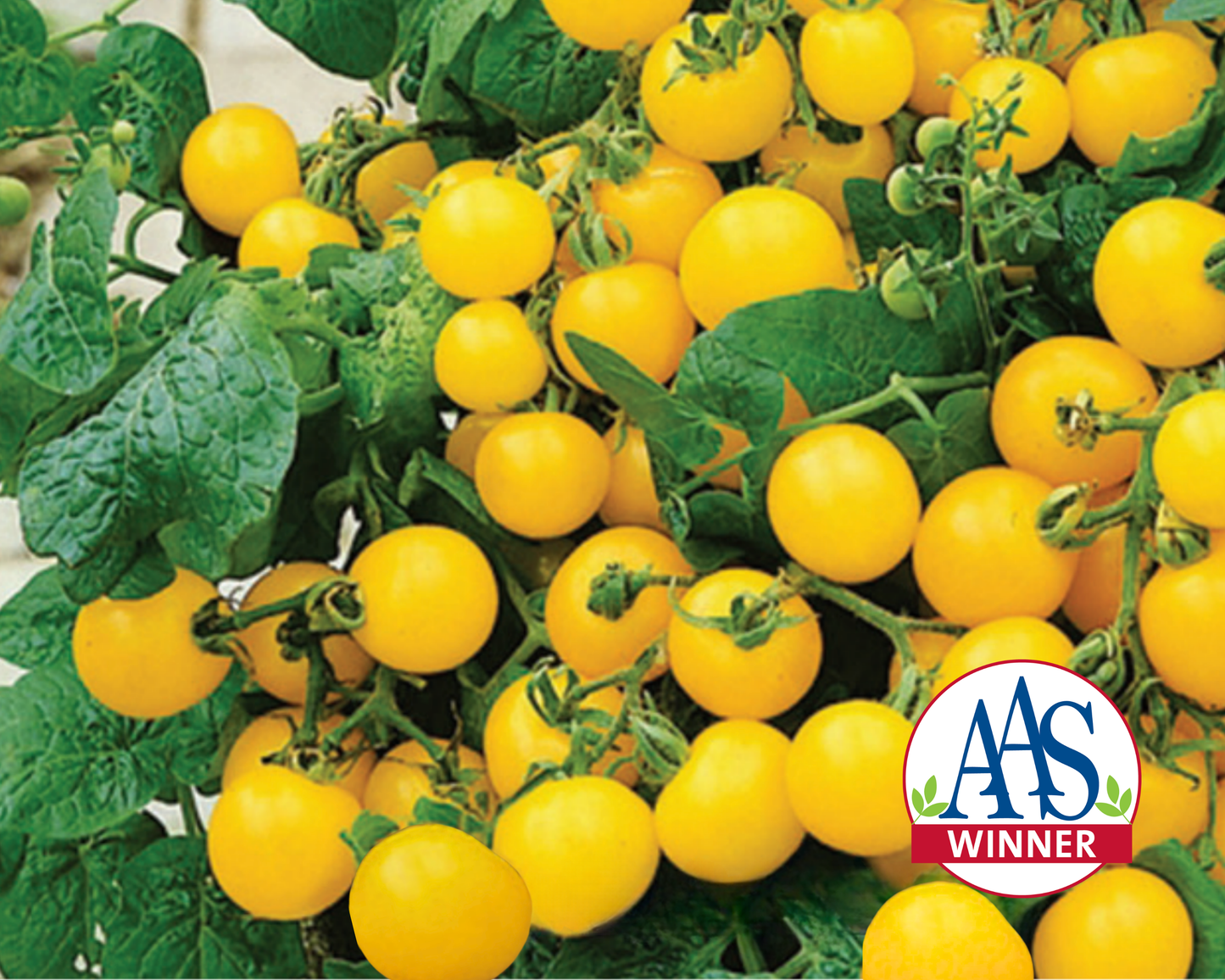 Yellow hybrid tomato seeds from Seeds 'n Such in a packet, ideal for patio gardening, with 25 to 30 seeds inside.