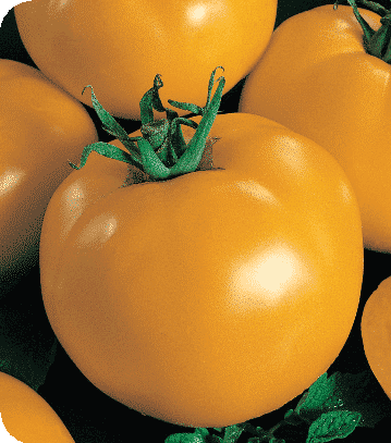 Packet of Sunny Blue Ribbon Hybrid Tomato Seeds by Seeds 'n Such, featuring 25 to 30 seeds for planting.
