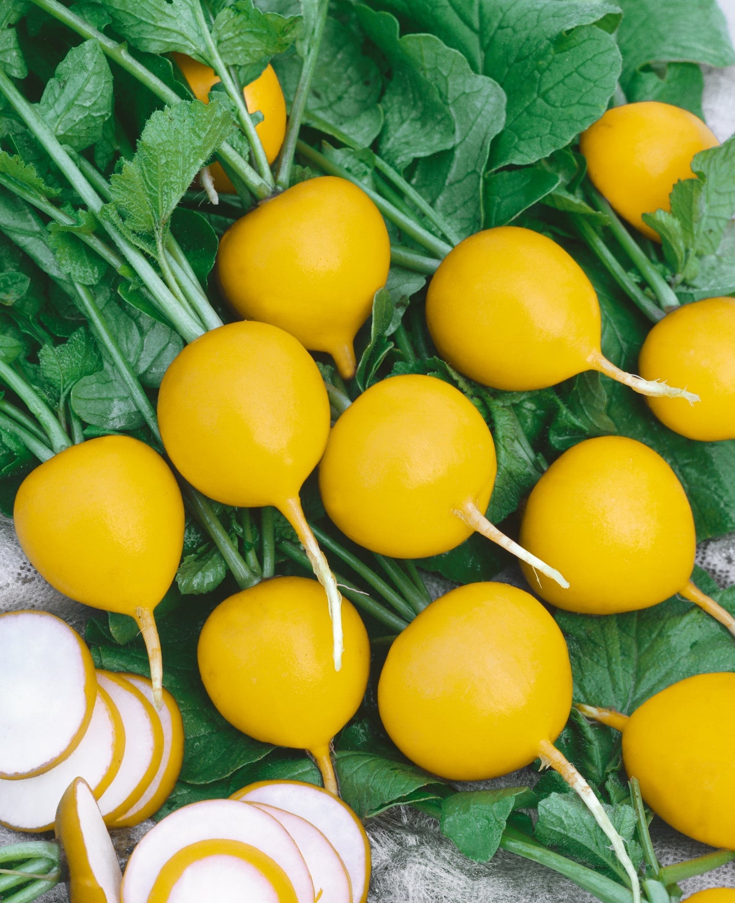 Golden Helios Radish Seeds packet by Seeds 'n Such showing 250 seeds for planting radish crops.