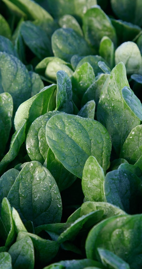 Packet of Lakeside Hybrid Spinach Seeds from Seeds 'n Such showing 250 seeds for planting in garden or farm.