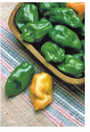 Packet of Seeds 'n Such Habanero Orange Hot Pepper Seeds showing bright orange pepper illustrations on the packet.