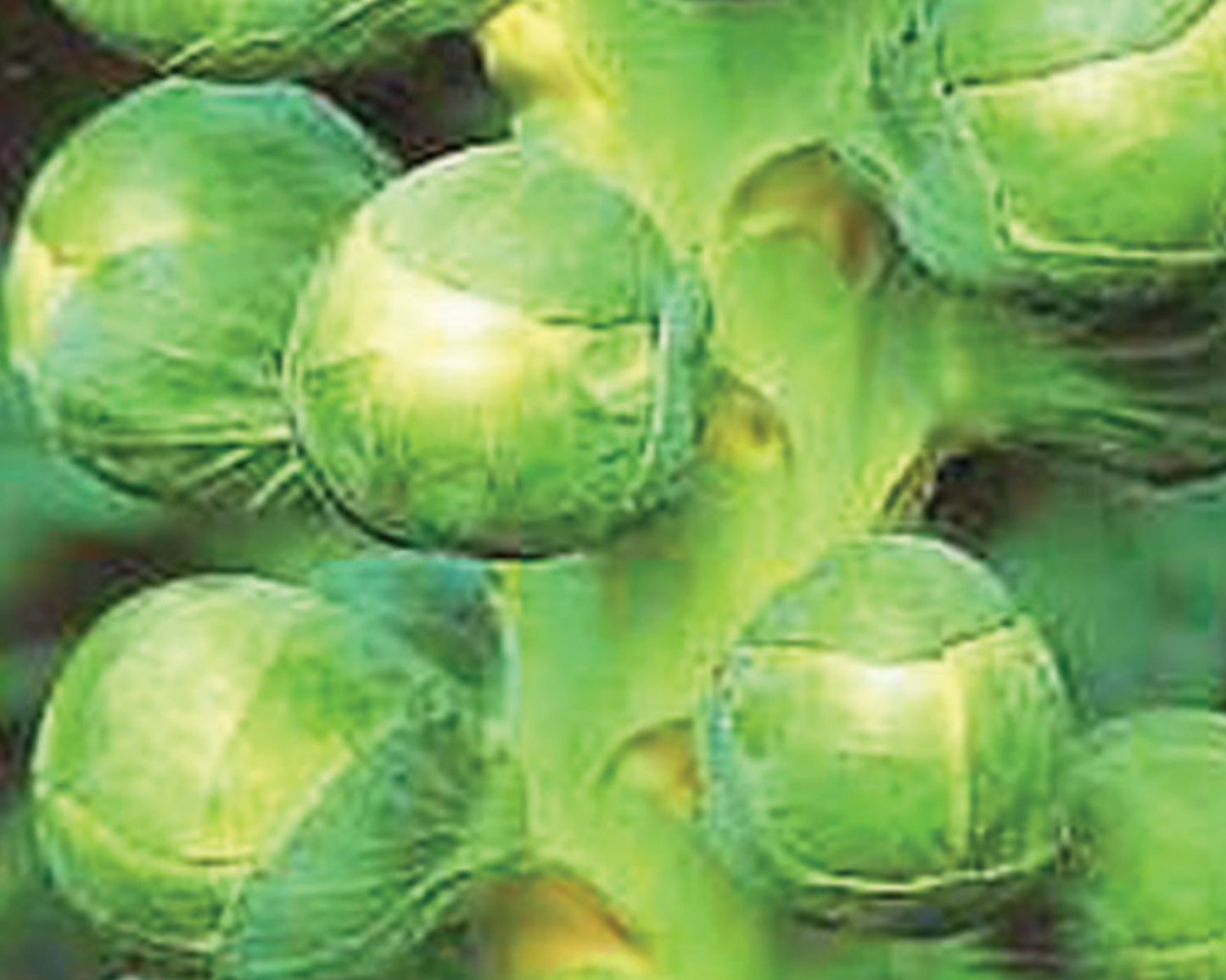 Packet of Jade Cross Hybrid Brussels Sprout seeds by Seeds 'n Such showing 40 to 50 seeds in a labeled seed packet