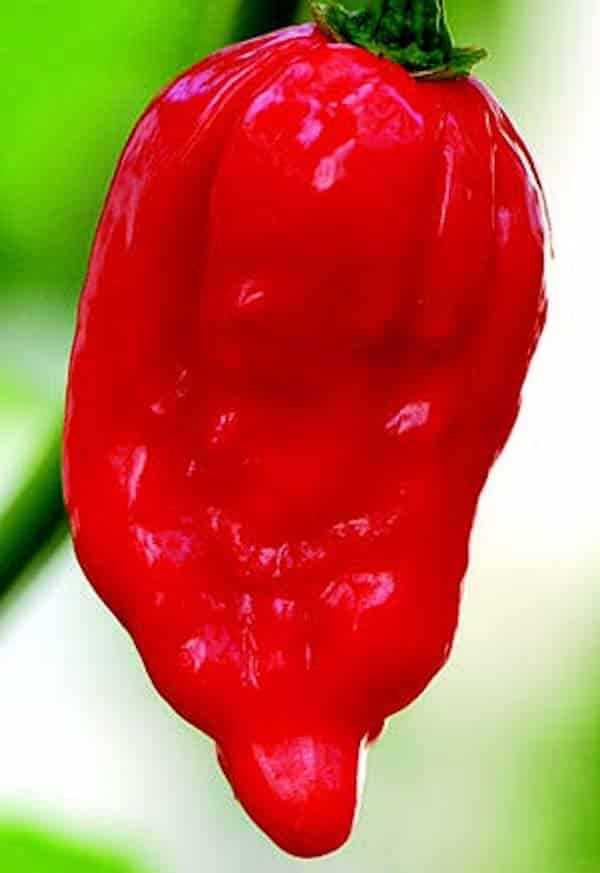 Packet of Dorset Naga Super-Hot Pepper Seeds by Seeds 'n Such showing five seed packets with colorful labels.