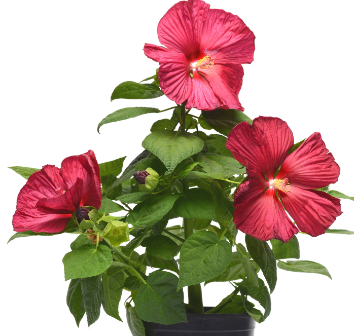 Packet of Luna Red Hybrid Hibiscus Seeds by Seeds 'n Such showing five seeds in a clear seed packet.