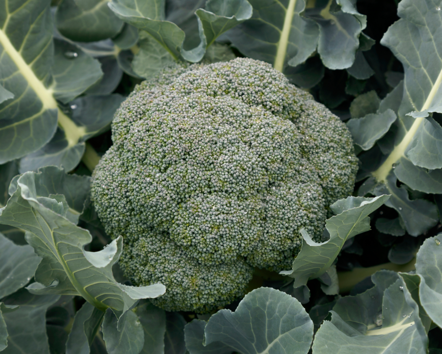 Packet of Seeds 'n Such Godzilla Hybrid Broccoli Seeds showing bright green broccoli seed packet with product label.