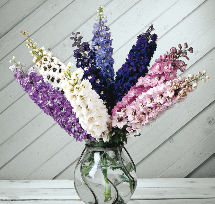 Packet of Seeds 'n Such Magic Fountains Mix Delphinium seeds showing colorful flower varieties on the packet.