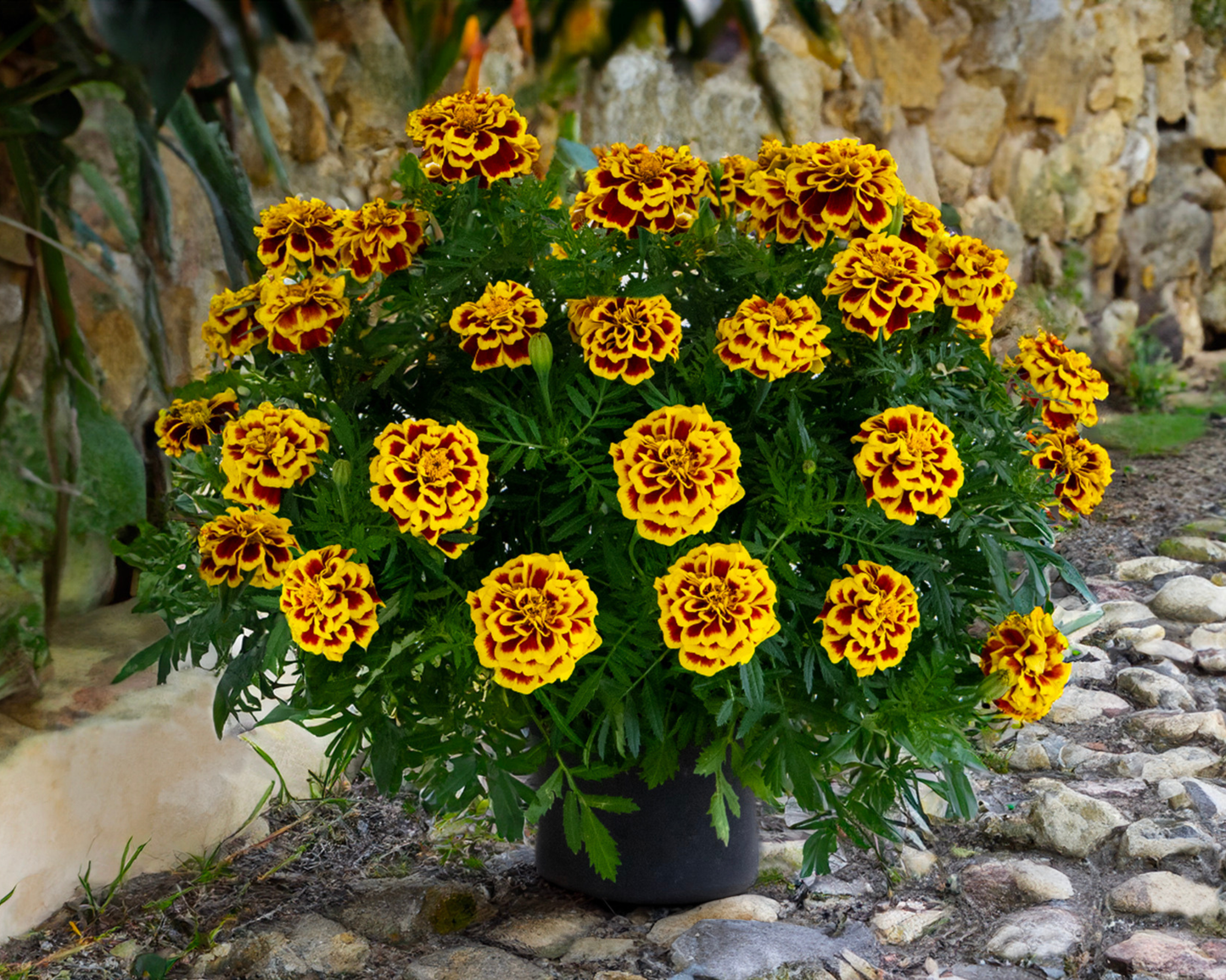 Packet of Mango Tango Marigold Seeds from Seeds 'n Such showing bright orange marigold flower seeds and packaging.
