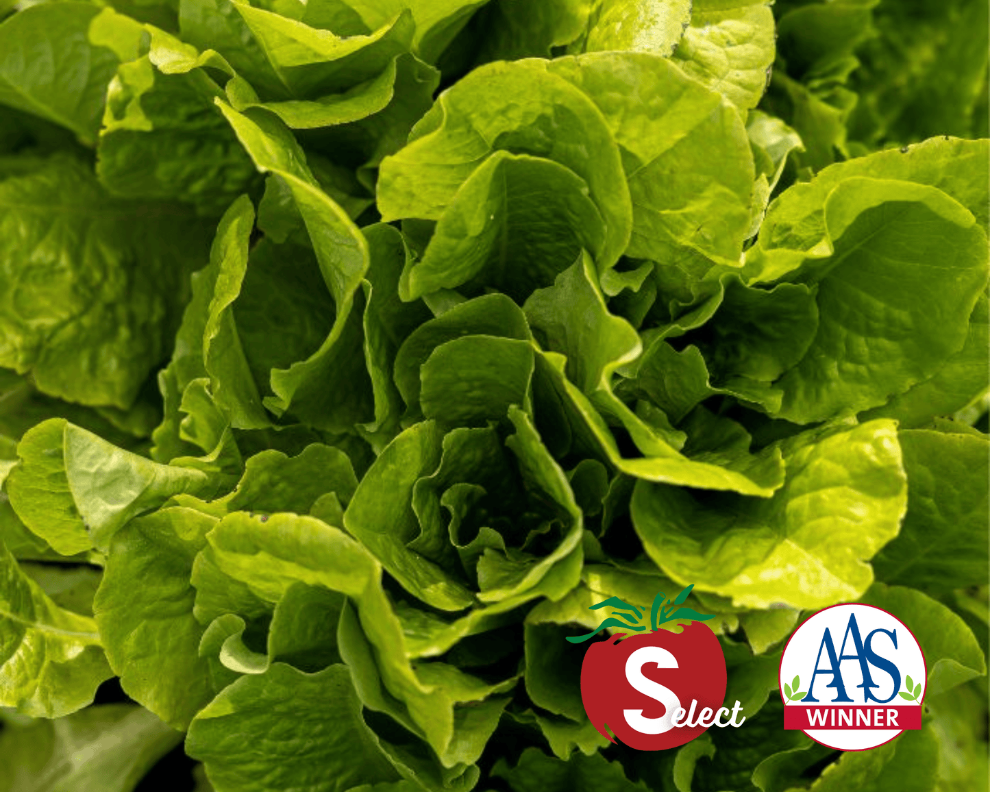 Packet of Seeds 'n Such Buttercrunch Lettuce Seeds with 500 seeds for planting and growing fresh, crisp lettuce.