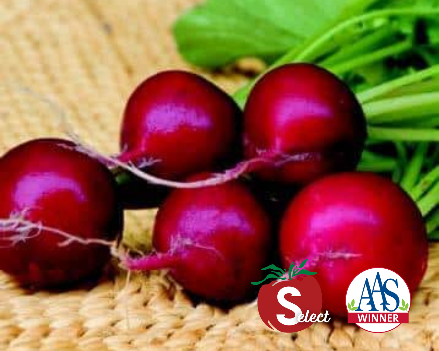 Packet of Seeds 'n Such Champion Radish Seeds with 500 seeds for planting and gardening.