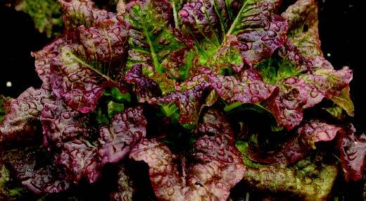 Red Sails Lettuce Seeds from Seeds 'n Such in a packet showing 500 seeds for planting fresh, vibrant red lettuce.