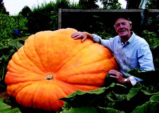 Packet of Dill's™ Atlantic Giant PVP Pumpkin Seeds from Seeds 'n Such, showing 8 to 10 large pumpkin seed packets.