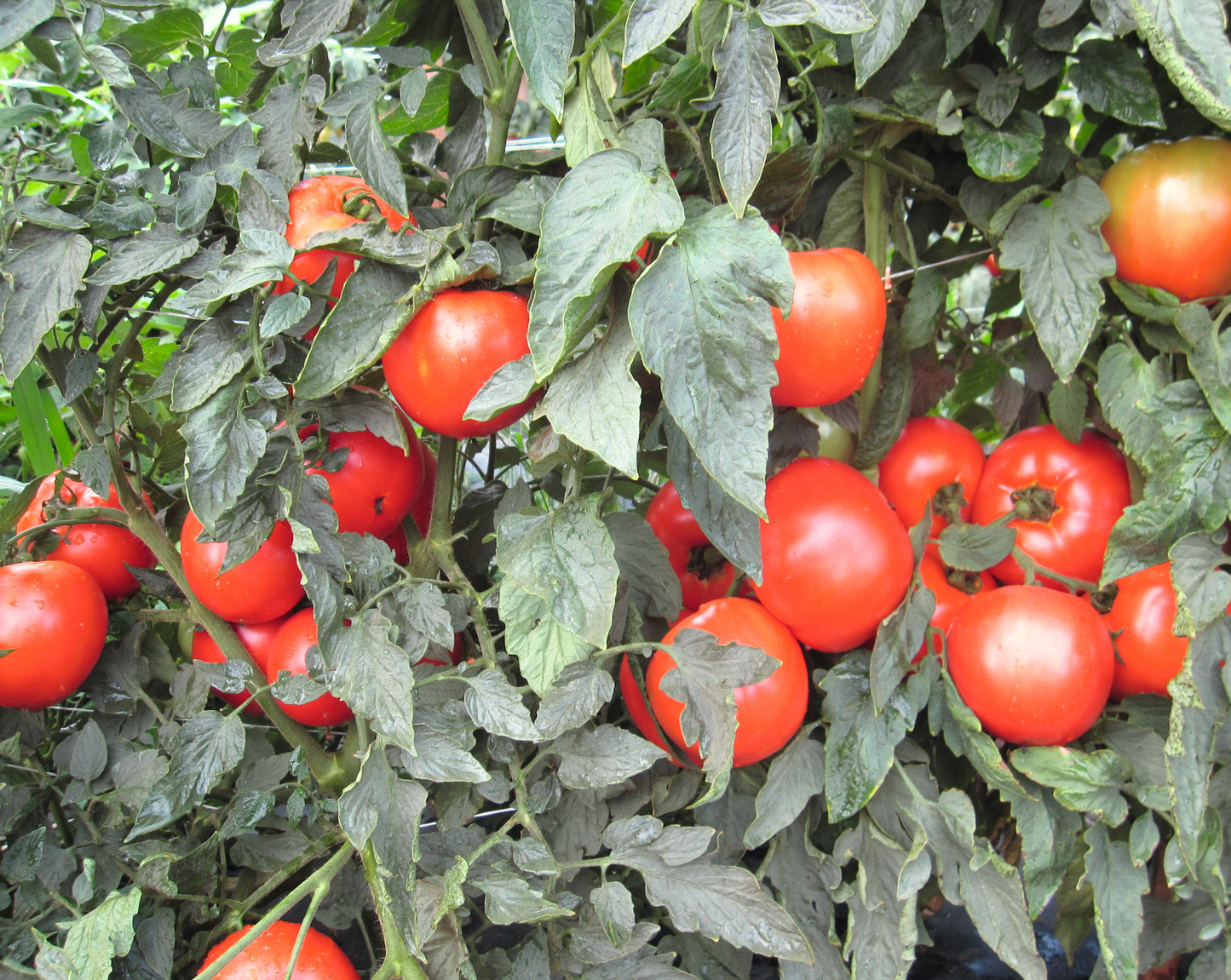 Packet of Mountain Merit™ Hybrid Tomato Seeds from Seeds 'n Such, showing 8 to 10 seeds inside a colorful seed packet.