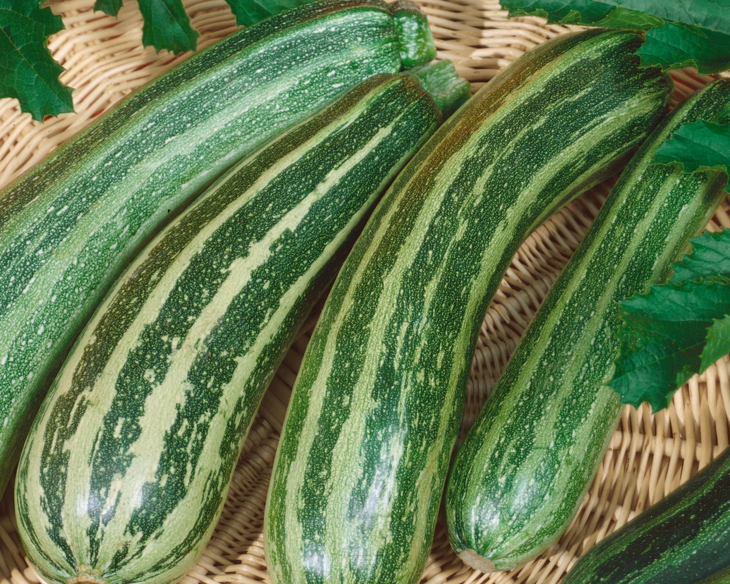 Packet of Seeds 'n Such Green Zebra Hybrid Zucchini Seeds showing fresh seed packet with green and yellow striped zucchini seeds.