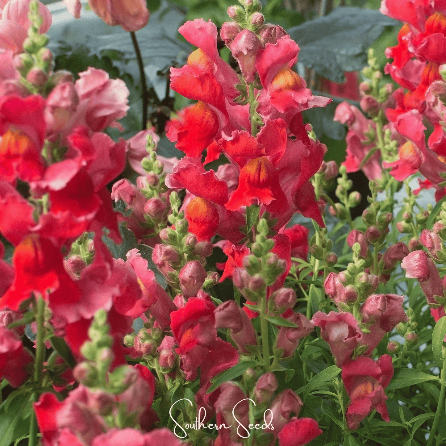 Defiance Snapdragon seeds by Southern Seeds, showing small packet of 200 antirrhinum majus flower seeds for planting.