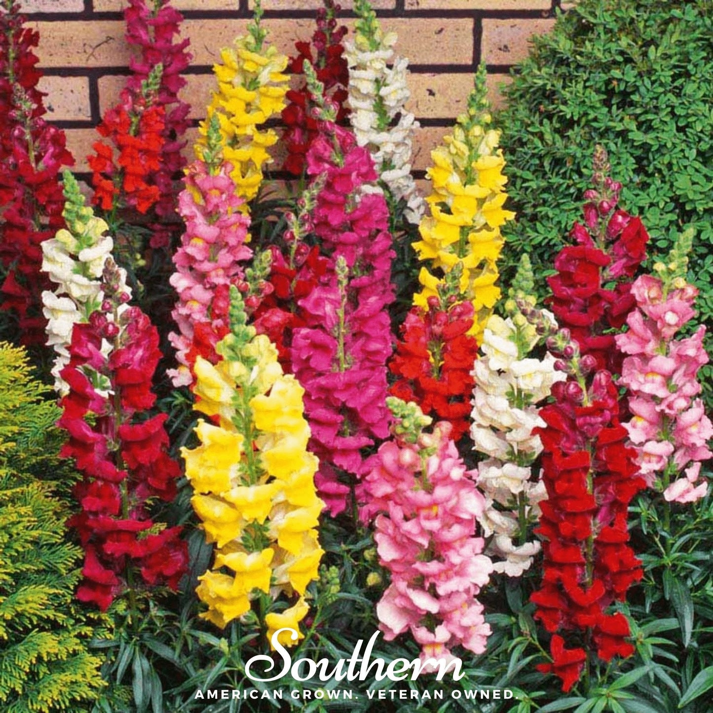 Tetra Snapdragon Mix flower seeds by Southern Seeds, showing colorful antirrhinum majus blooms and seed packets.