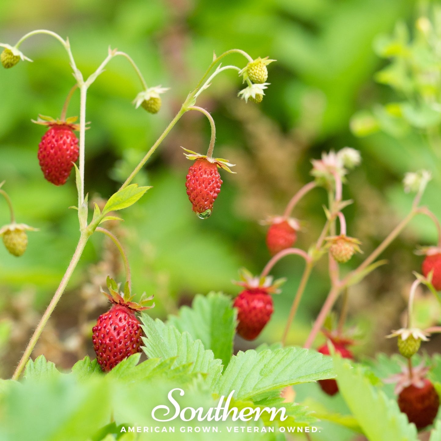 Wild Red Strawberry plant with ripe strawberries and green leaves, 200 seeds from Southern Seeds for outdoor gardening