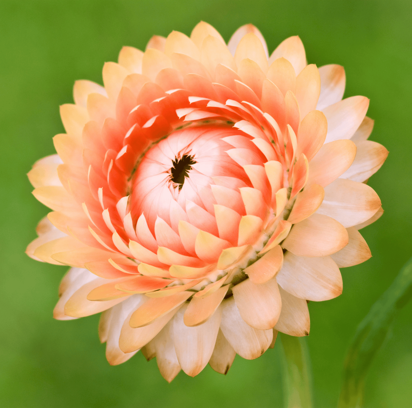 Apricot Peach Strawflower seeds from Southern Seeds, small seed packet with dried strawflower blooms for gardening.