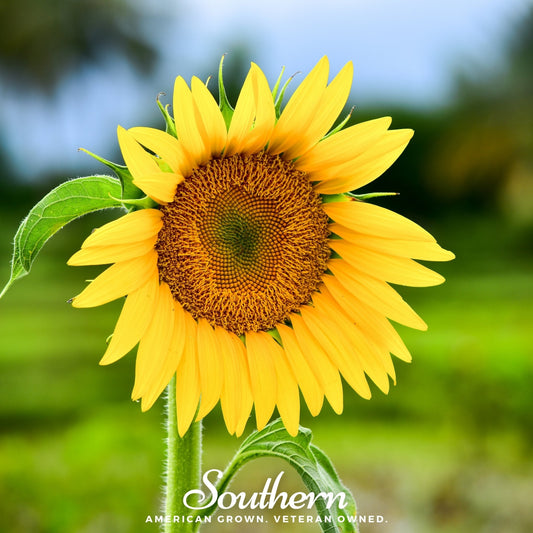 Sunspot Dwarf Sunflower seeds from Southern Seeds, small flowering sunflower plant with bright yellow blooms, 25 seed packet