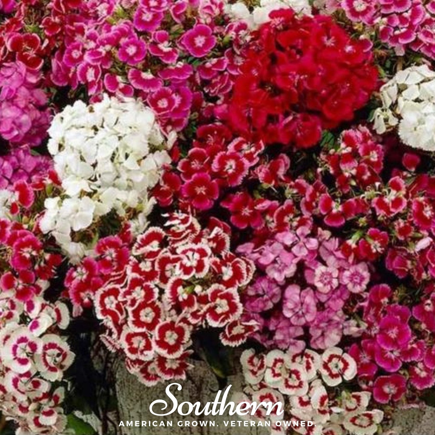 Sweet William Dianthus Barbatus seeds from Southern Seeds, showing vibrant flower clusters and green foliage.
