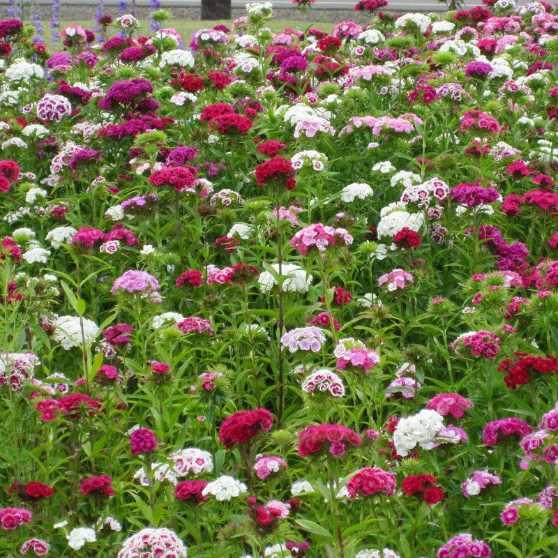 Pack of Grow Organic Sweet William flower seeds with colorful blooms, ready for planting in garden or containers.