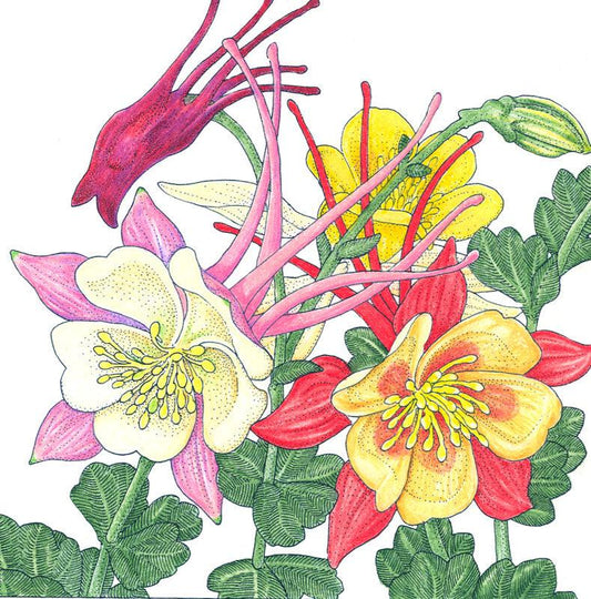 Grow Organic Columbine "McKana's Giant Mix" flower seeds in a pack, showcasing colorful mixed flower seed packaging.