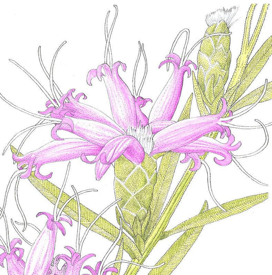 Dense Blazing Star flower seed pack from Grow Organic featuring vibrant, tall wildflower seeds for garden planting.
