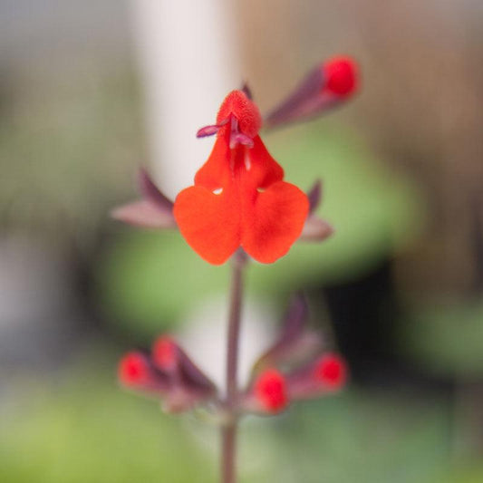 Pack of Grow Organic Sage and Scarlet flower seeds showing vibrant seed packets with colorful plant illustrations.