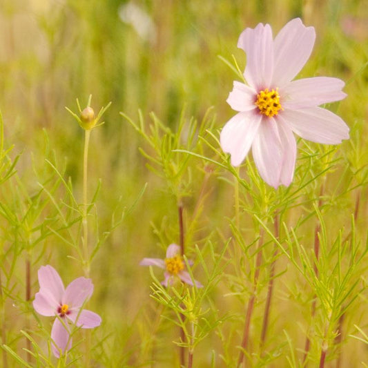 Grow Organic Cosmos Sensation Mix flower seed pack with vibrant mixed blooms for garden planting and colorful floral displays.