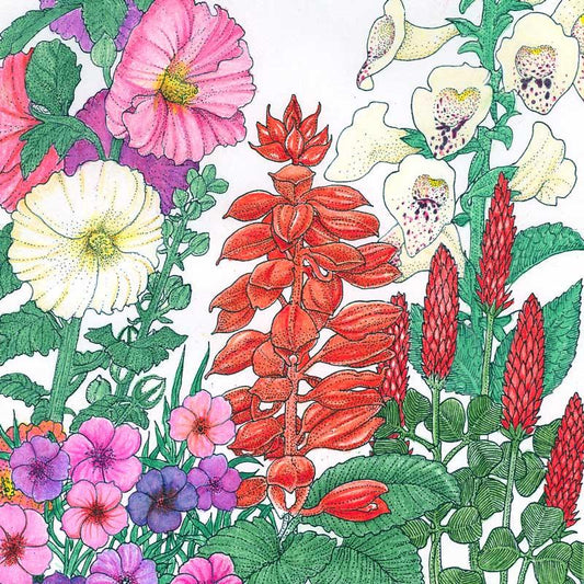 Hummingbird Garden Wildflower Mix flower seed pack from Grow Organic, colorful wildflower seeds for attracting hummingbirds.