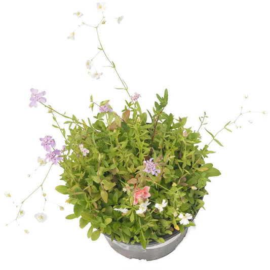 Grow Organic North American Shade Wildflower Mix flower seed pack featuring a colorful array of native wildflower seeds for shaded areas.