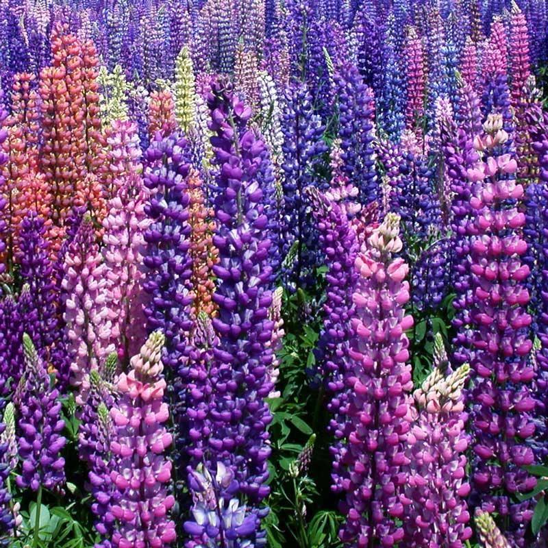 Russell Lupine flower seeds from Grow Organic, 1/4 lb bag, showing colorful lupine flower clusters and green foliage.