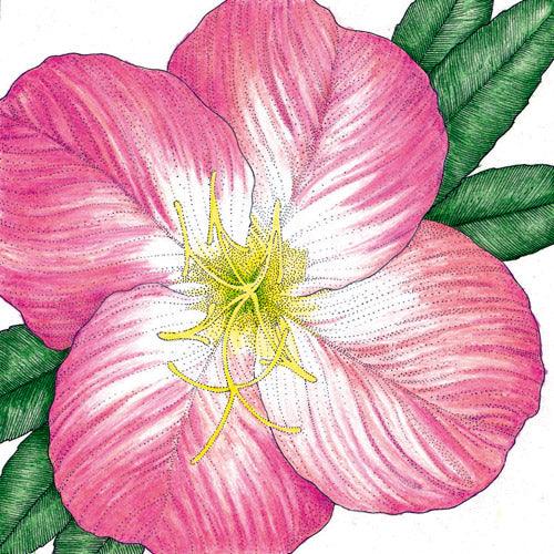 Showy Evening Primrose flower seeds by Grow Organic, vibrant yellow blooms in a pack of flower seeds for planting.
