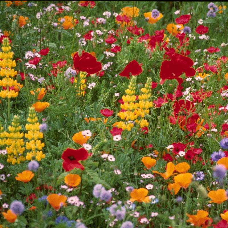 Grow Organic Northwest Wildflower Mix flower seed pack with colorful native wildflower seeds in a package.