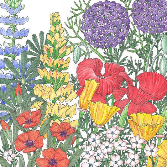 Grow Organic Northwest Wildflower Mix flower seed pack with colorful wildflower variety for garden planting