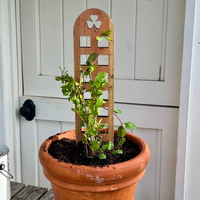 Unique Shamrock Trellis by The Celtic Farm, made in USA with durable cedar and redwood, featuring a decorative shamrock design.