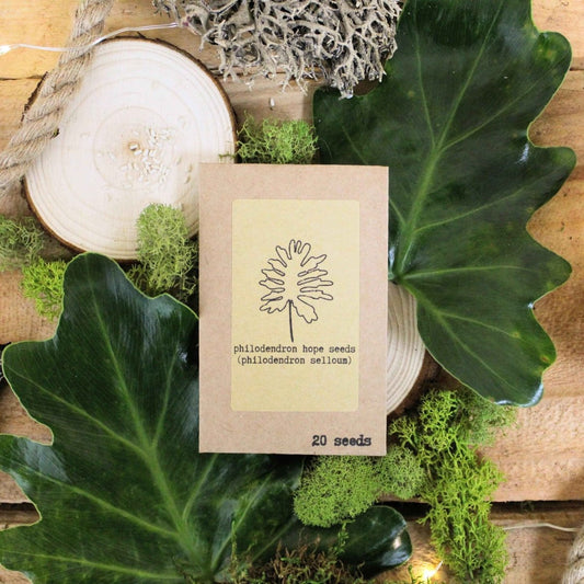 Set of houseplant seeds from Plantflix's The Popular Kids collection, featuring colorful seed packets for growing indoor plants.
