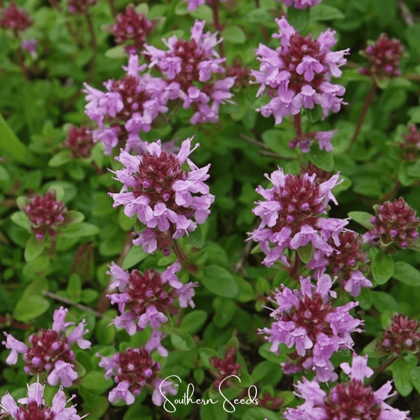 Lemon Thyme seeds from Southern Seeds, small green seeds for planting Lemon Thyme herb in gardens or containers.
