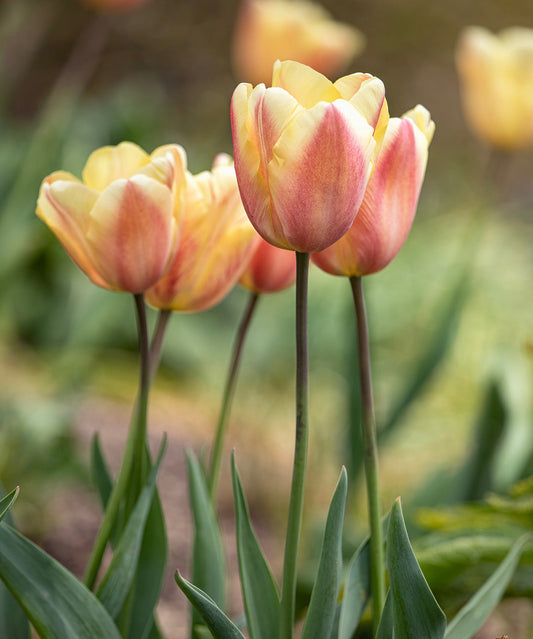 Bright apricot Foxx Triumph tulips blooming in a garden, 10 bulbs from BloomingBulb ready for planting.