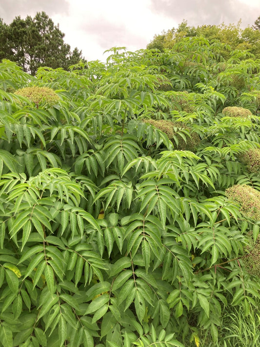 Close-up of vintage elderberry bunch from The Farm On Central, showing dark purple berries and green leaves.