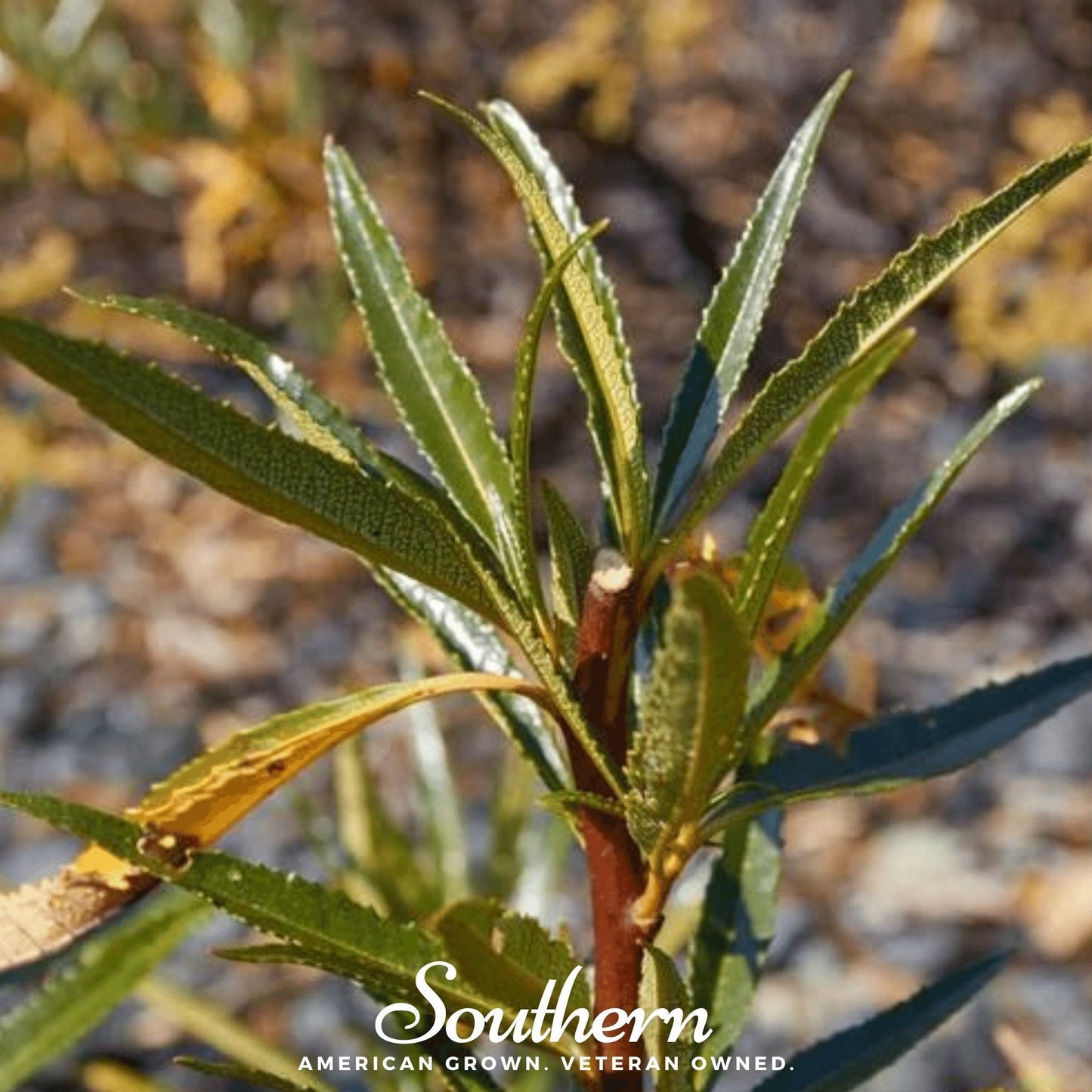 Yerba Santa seeds from Southern Seeds, showing 30 seeds of Eriodictyon californicum, a native plant species.