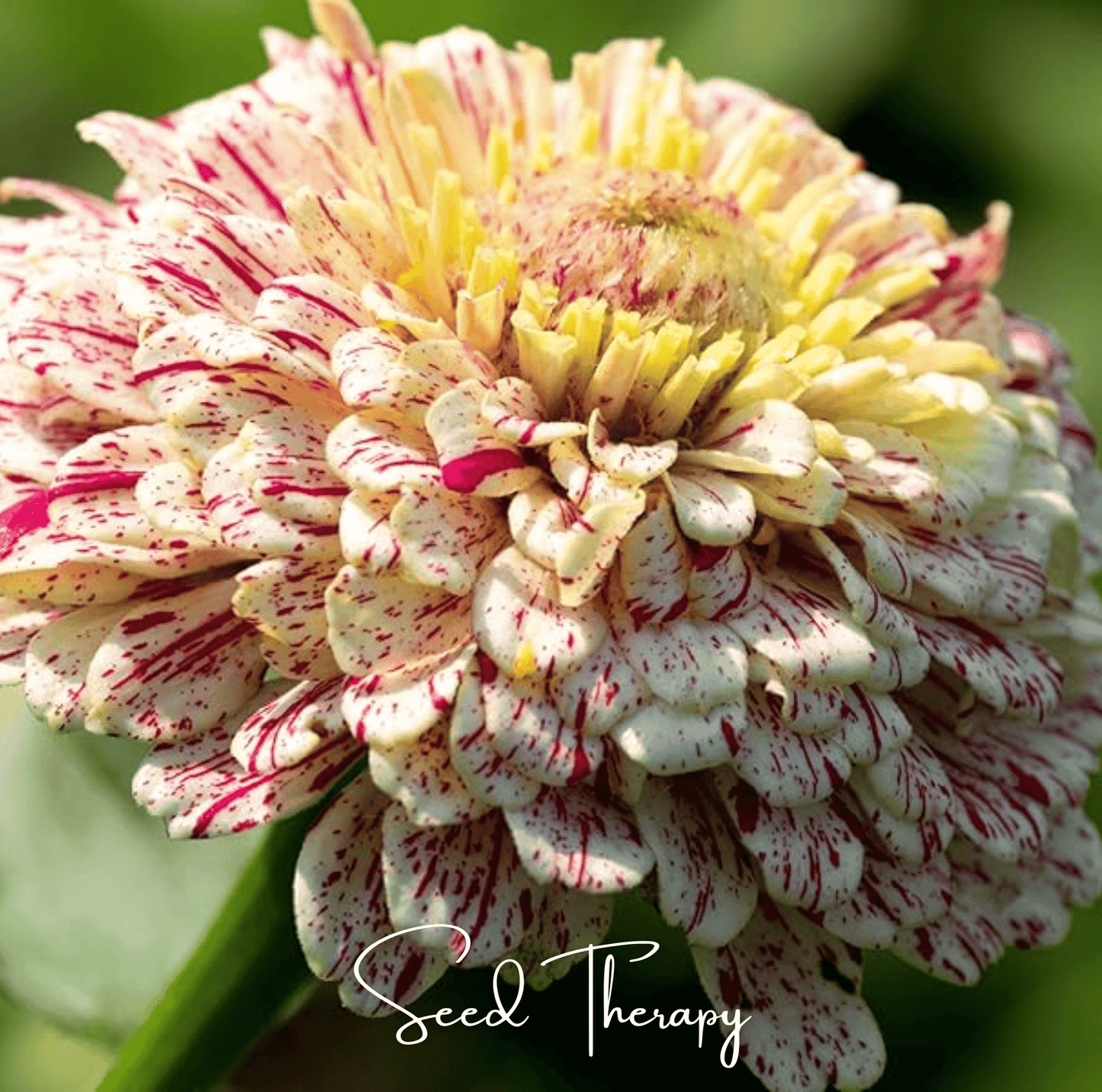 Peppermint Stick Zinnia seeds by Southern Seeds in a packet, showcasing vibrant pink and white striped flower petals.