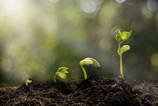 Permaculture and cultivating. Seeds growing out of fresh soil
