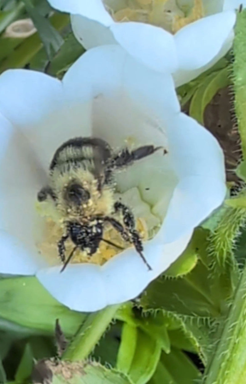 Protecting Pollinators and Wildlife Through Sustainable Flowers
