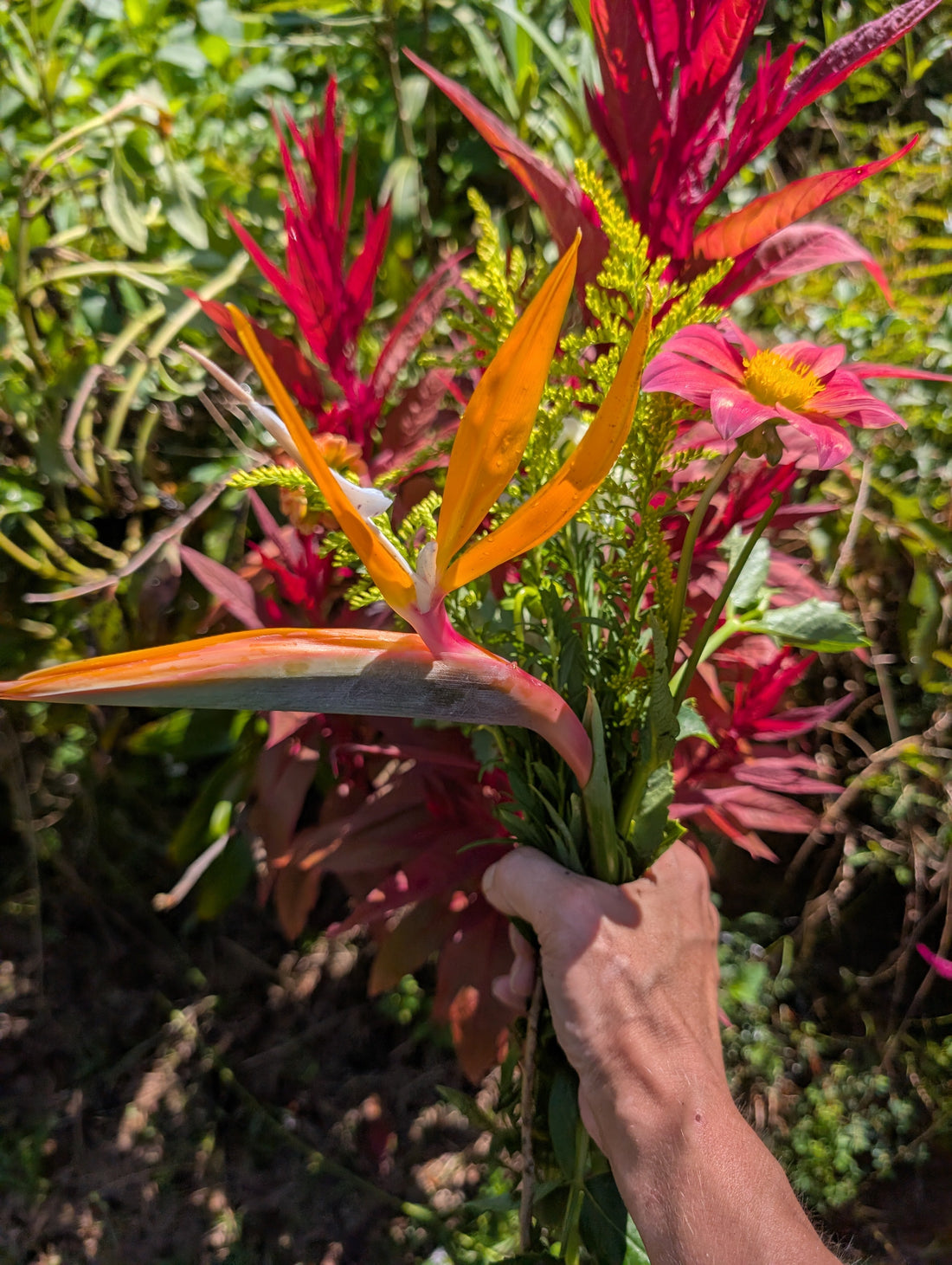 Bird of Paradise