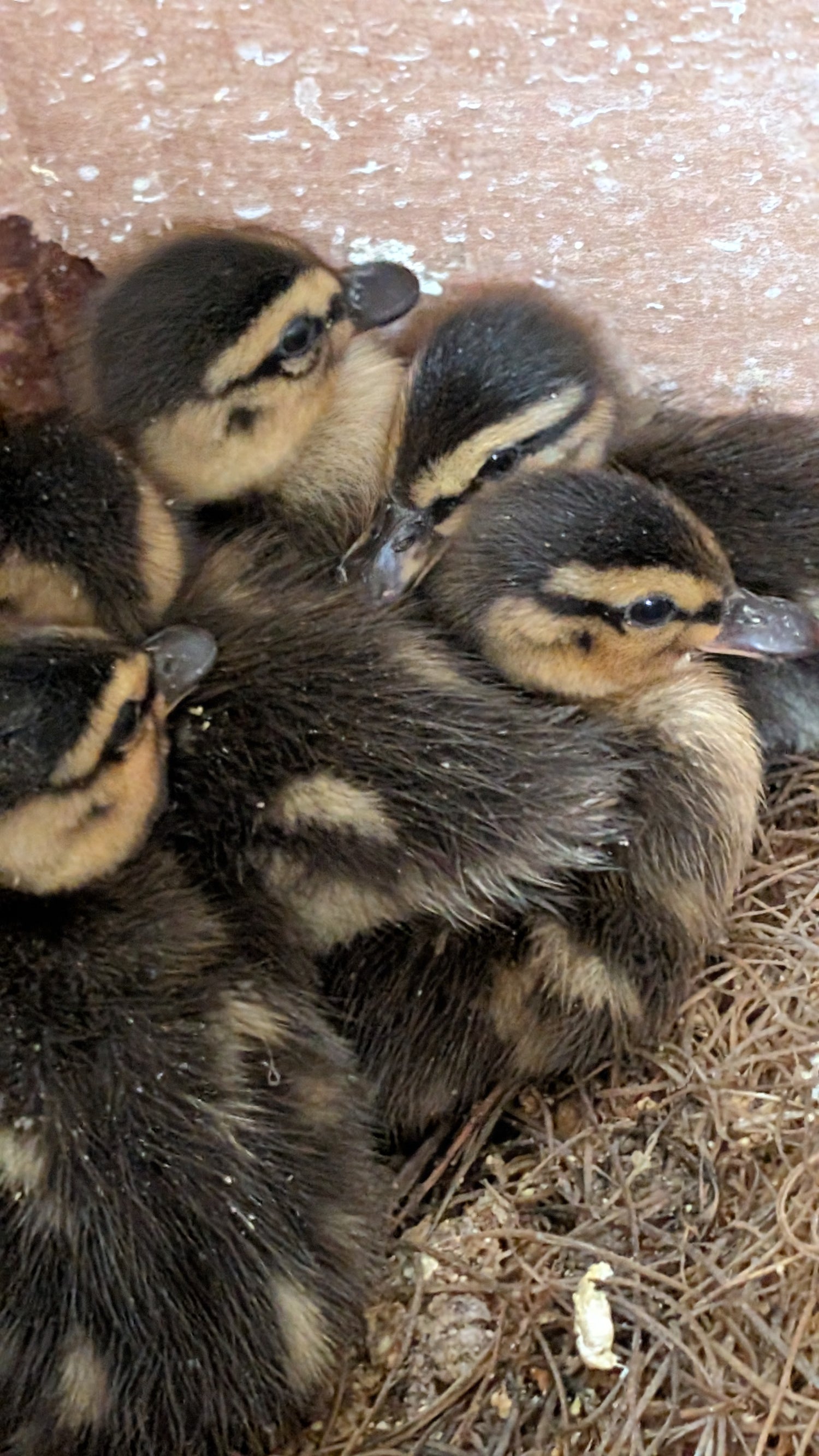 Five fluffy ducklings with dark brown and yellow markings huddle closely together on a nest made of dry grass against a light brown background.