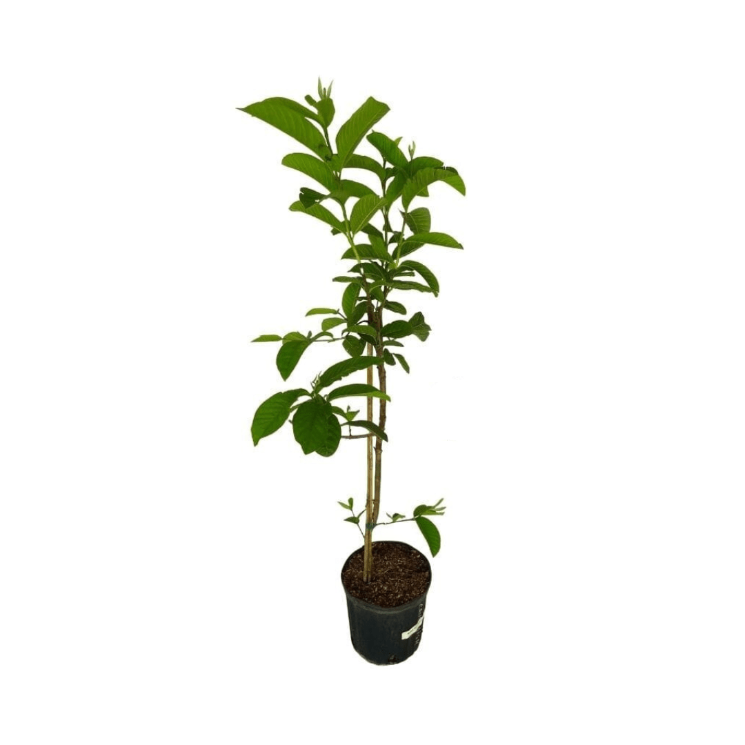 Live Plants & Trees