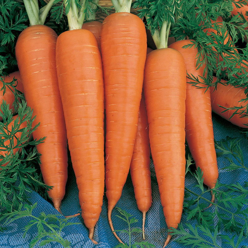 Carrot Seed - Blessings Grow Meadows