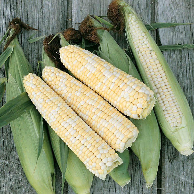Corn Seed - Blessings Grow Meadows