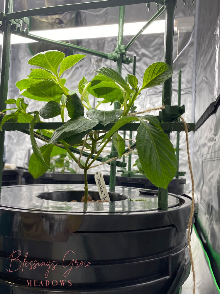 Hydroponic Equipment - Blessings Grow Meadows